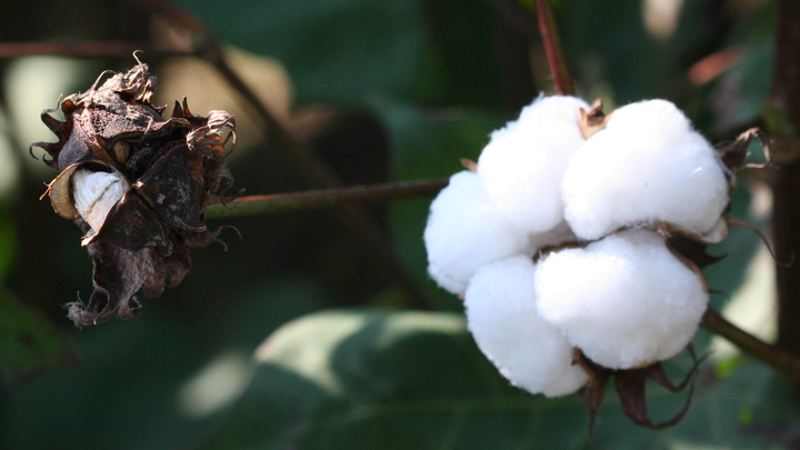 A cotton plant in bloom